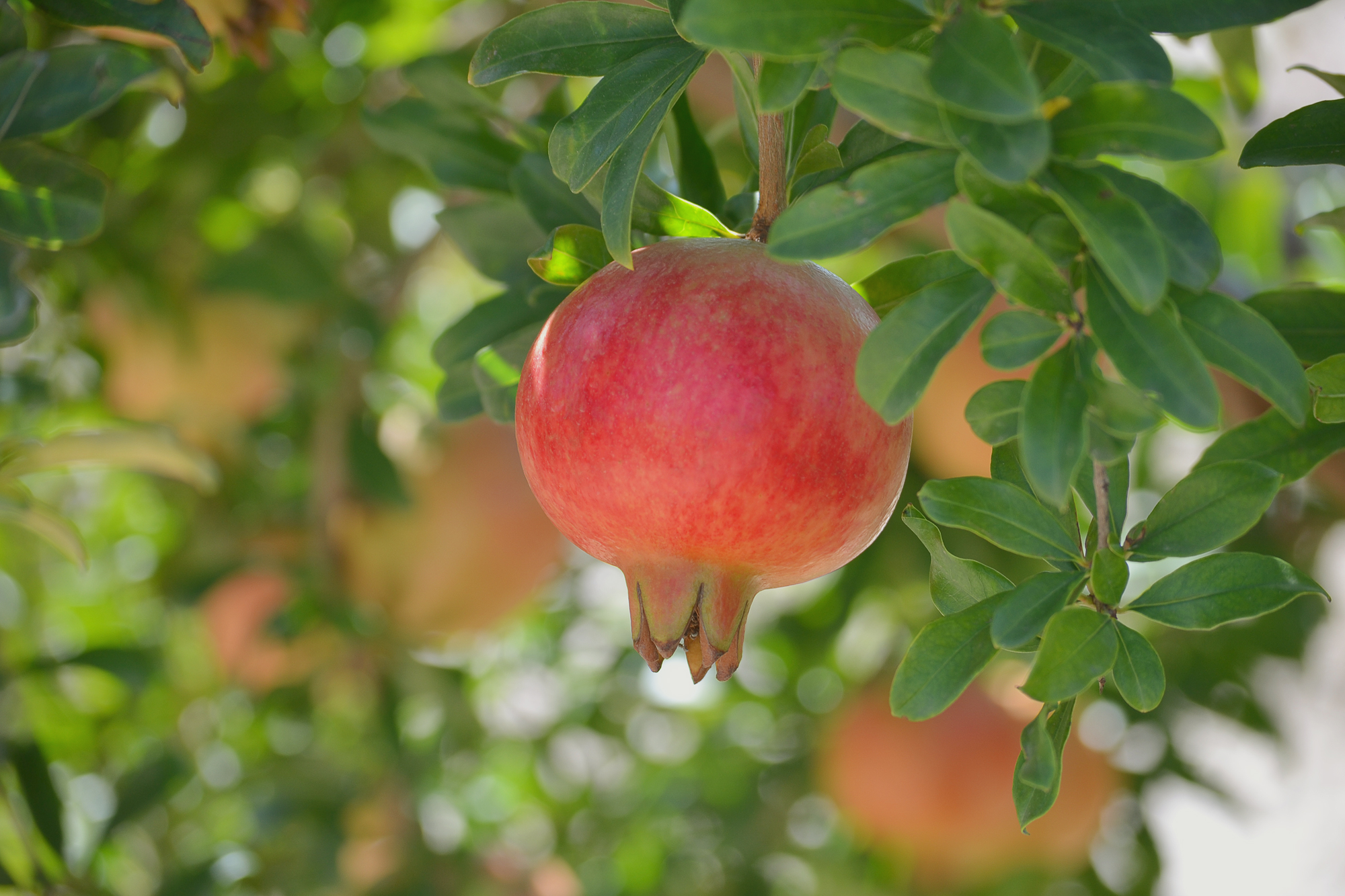 Pomegranate Farm - Farm In Spain